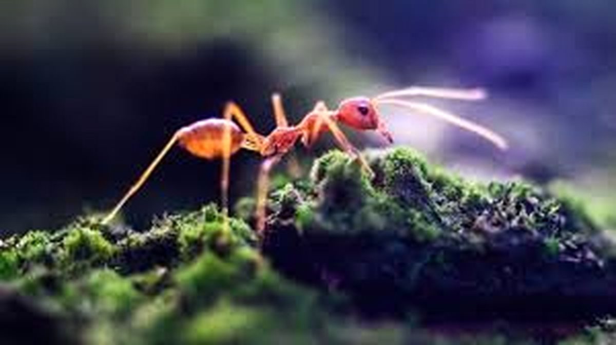مورچه‌ای که برای حفاظت از لانه، خود را منفجر می کند