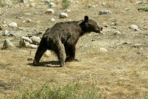 مرگ یک قلاده «خرس قهوه ای» در فیروزکوه