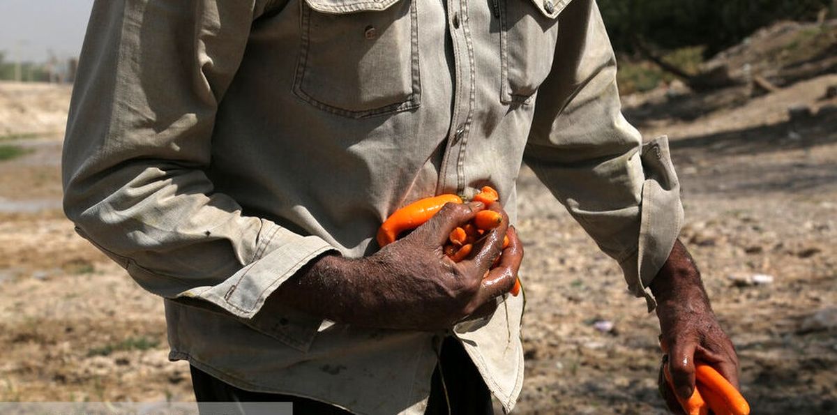 جمع‌آوری هویج‌های شکسته‌ از رودخانه کنار «کار‌گاه‌های هویج‌شویی» توسط مردم کم بضاعت