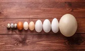 فرمول ریاضی شکل تخم‌مرغ کشف شد