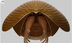 کشف جانور مرموز اقیانوسی متعلق به ۵۰۰ میلیون سال قبل