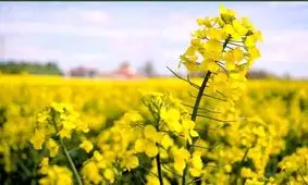 کشت کلزا در چهارمحال و بختیاری آغاز شد/ خرید تضمینی از کشاورزان