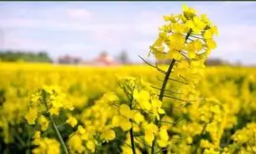 کشت کلزا در چهارمحال و بختیاری آغاز شد/ خرید تضمینی از کشاورزان