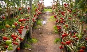 گرانی نهاده‌ ها ریشه گلخانه‌ های استان کرمان را خشکانده است/ تولید به صرفه نیست