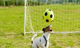 عجیب‌ ترین گل در تاریخ فوتبال/ ویدئو