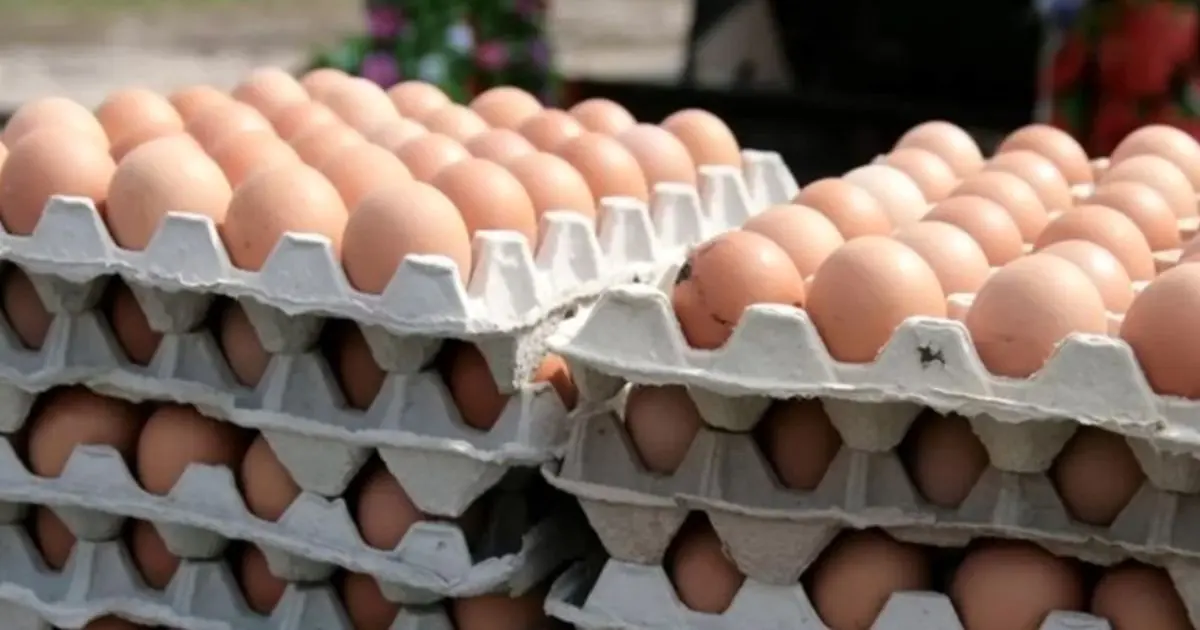 هر دانه تخم مرغ ۱۶۰۰ تومان شد