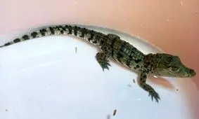 شخصی که در مشهد کروکودیل می فروخت دستگیر شد