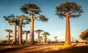 آشنایی با درختان جالب بائوباب