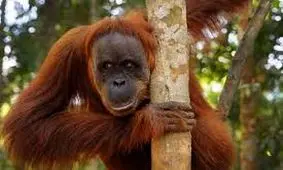 اورانگوتان‌ها می توانند از لبهایشان به جای دست استفاده کنند