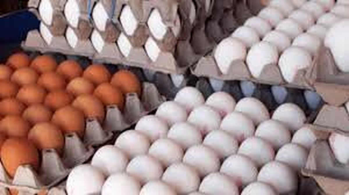 قیمت هر شانه تخم مرغ به بیش از ۵۰ هزار تومان رسید
