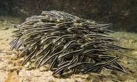 حرکت جالب گربه ماهیان مرجانی در خطر/ ویدئو