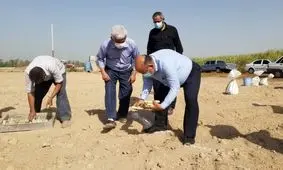 دو گونه جدید نیشکر در موسسه تحقیقات توسعه نیشکر کشت شد