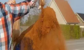 سنتی عجیب و غریب برای مجرد‌های ۳۰ساله/ ویدئو