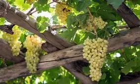 یکی از زیباترین پیاده روهای ایران/ ویدئو