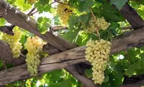 یکی از زیباترین پیاده روهای ایران/ ویدئو