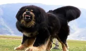 سگ غول پیکر ماستیف تبتی/ ویدئو