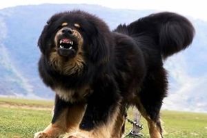 سگ غول پیکر ماستیف تبتی/ ویدئو
