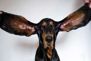 گوش‌ درازترین سگ دنیا معرفی شد