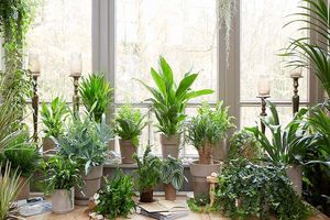 مراقبت های لازم پاییزی از گیاهان آپارتمانی