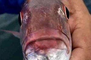 عکس موجودی عجیب و غریب که در دهان ماهی زندگی می کند!