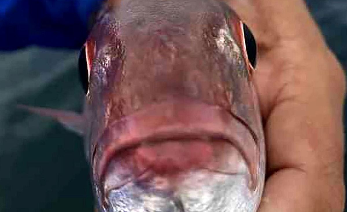 عکس موجودی عجیب و غریب که در دهان ماهی زندگی می کند!