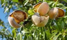 راحت ترین راه برای خشک کردن بادام تازه