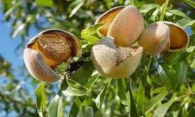 راحت ترین راه برای خشک کردن بادام تازه
