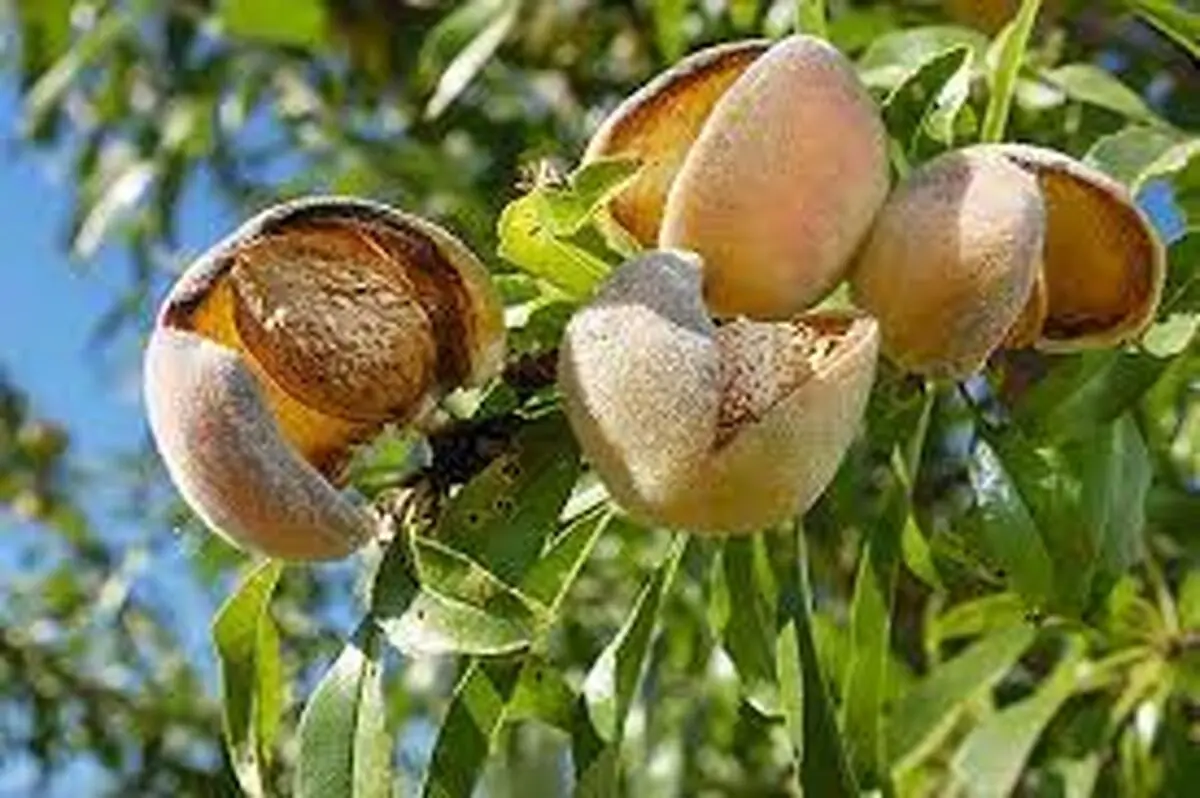 راحت ترین راه برای خشک کردن بادام تازه