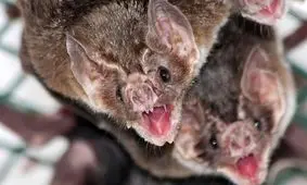 خفاش‌های خون‌آشام وقت صرف غذا «با هم حرف می‌زنند» 