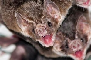 خفاش‌های خون‌آشام وقت صرف غذا «با هم حرف می‌زنند» 