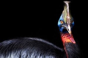 خطرناک ترین پرنده جهان چیست؟