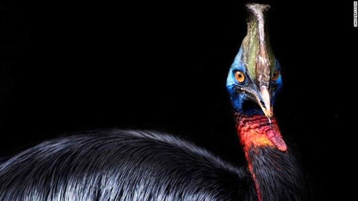 خطرناک ترین پرنده جهان چیست؟