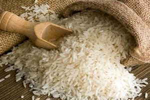 ارزانی برنج به ضرر امنیت غذایی کشور است!