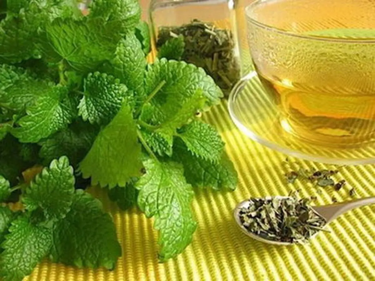 استفاده از چای بادرنجبویه در یک بیماری قلبی