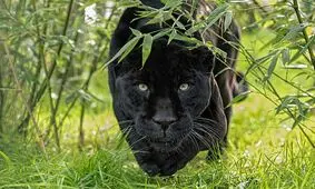 غذا دادن به جگوار سیاه ایرانی/ ویدئو