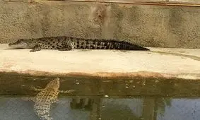 انتقال ۸۰سر کروکودیل برای پرورش به مشهد