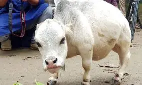 معروف‌ ترین گاو دنیا، وارد گینس شد