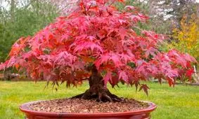 افرا، زیباترین درخت دنیا نماد چیست؟