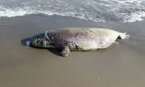 علت مرگ فک های خزری در هاله‌ای از ابهام