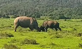 نبرد حماسی گاومیش و کرگدن/ ویدئو