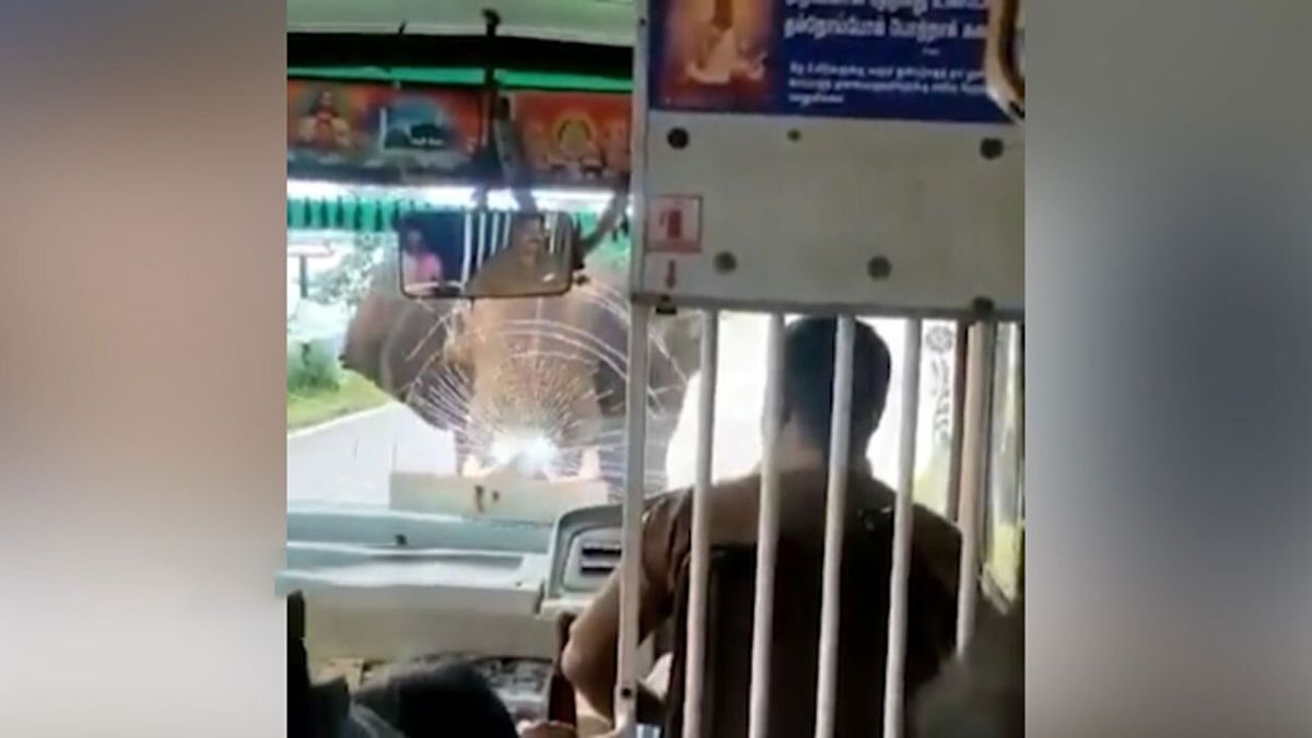 حمله فیل خشمگین به اتوبوس/ ویدئو