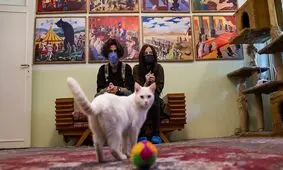موزه ای برای گربه های ایرانی