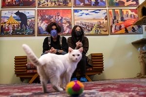 موزه ای برای گربه های ایرانی