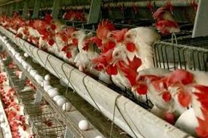 تولید یک عدد تخم مرغ برای مرغدار چقدر هزینه دارد؟