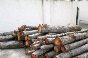 دستگیری متخلفین حین قطع درختان در گرگان