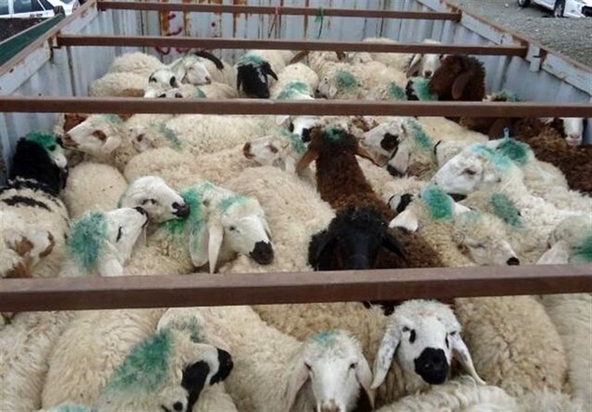 جلوگیری از قاچاق ۱۳۹ رأس دام در پلدختر