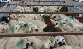 جلوگیری از قاچاق ۱۳۹ رأس دام در پلدختر