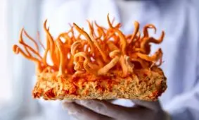 استفاده از "قارچ هیمالیایی" برای درمان سرطان!