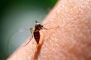 تأیید اولین واکسن مالاریا در جهان