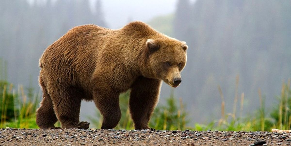 صدور حکم بازداشت زن و شوهری که خرس قهوه ای را کشتند
